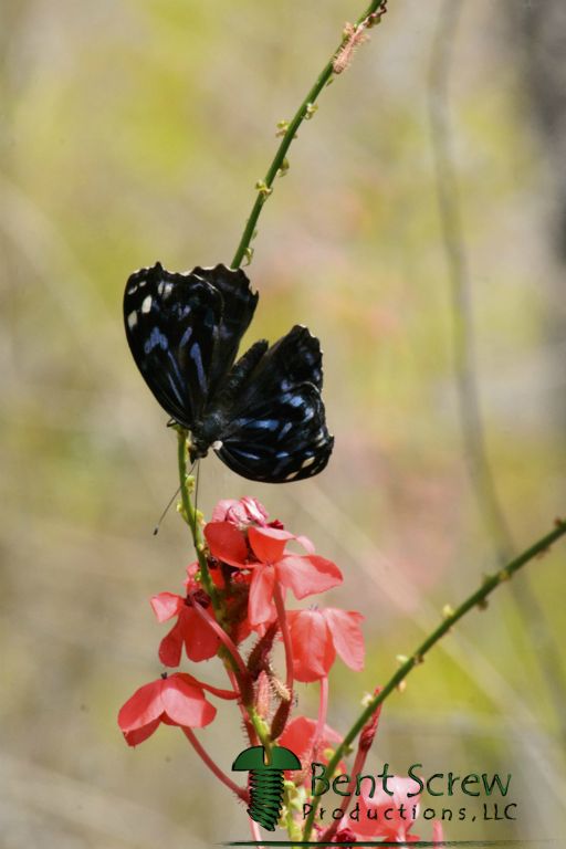 Butterfly - Mexican Bluewing3